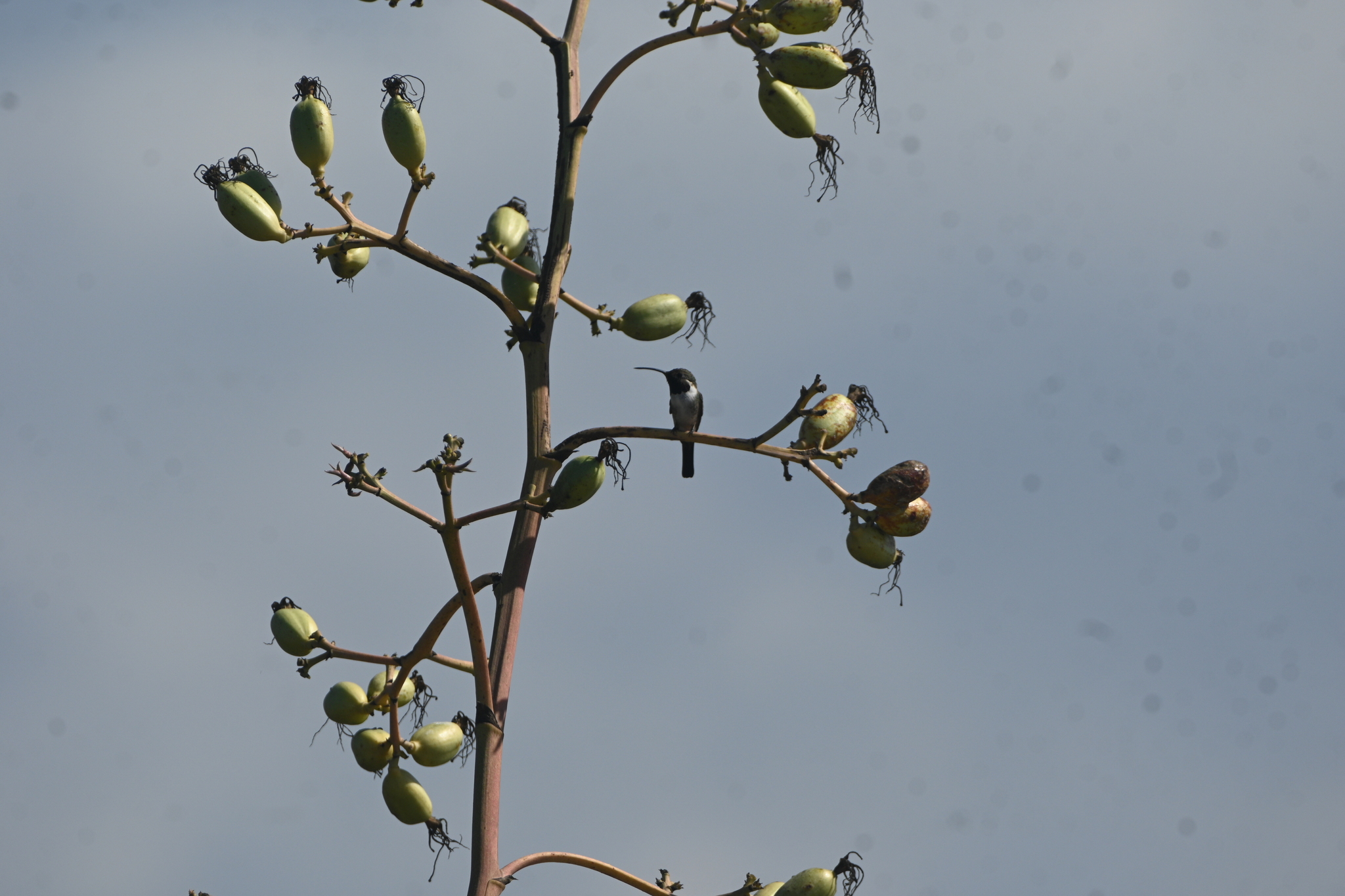 Mexican Sheartail (Doricha eliza), photo 1