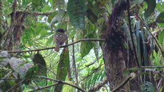 Leptopogon rufipectus