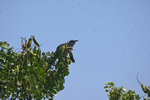 Yucatan Wren (Campylorhynchus yucatanicus)