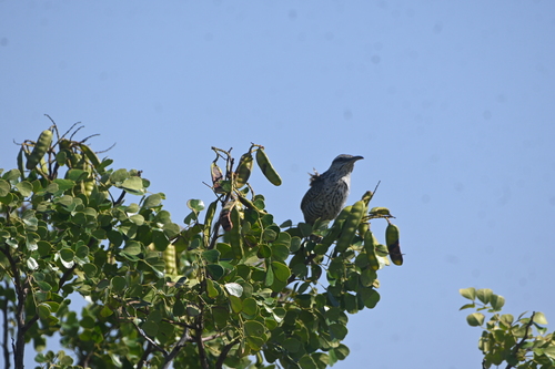 Yucatan Wren (Campylorhynchus yucatanicus), photo 9