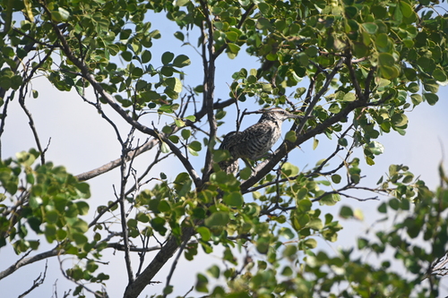 Yucatan Wren (Campylorhynchus yucatanicus), photo 2
