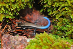 Plestiodon callicephalus