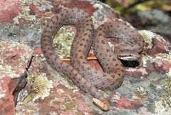 Crotalus pricei