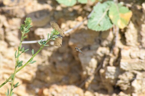 Unknown species found near Simi Valley, CA, USA