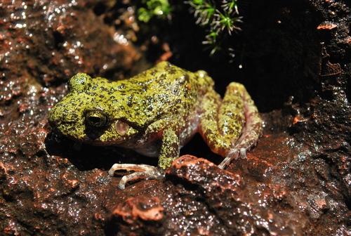 Tarahumara Barking Frog