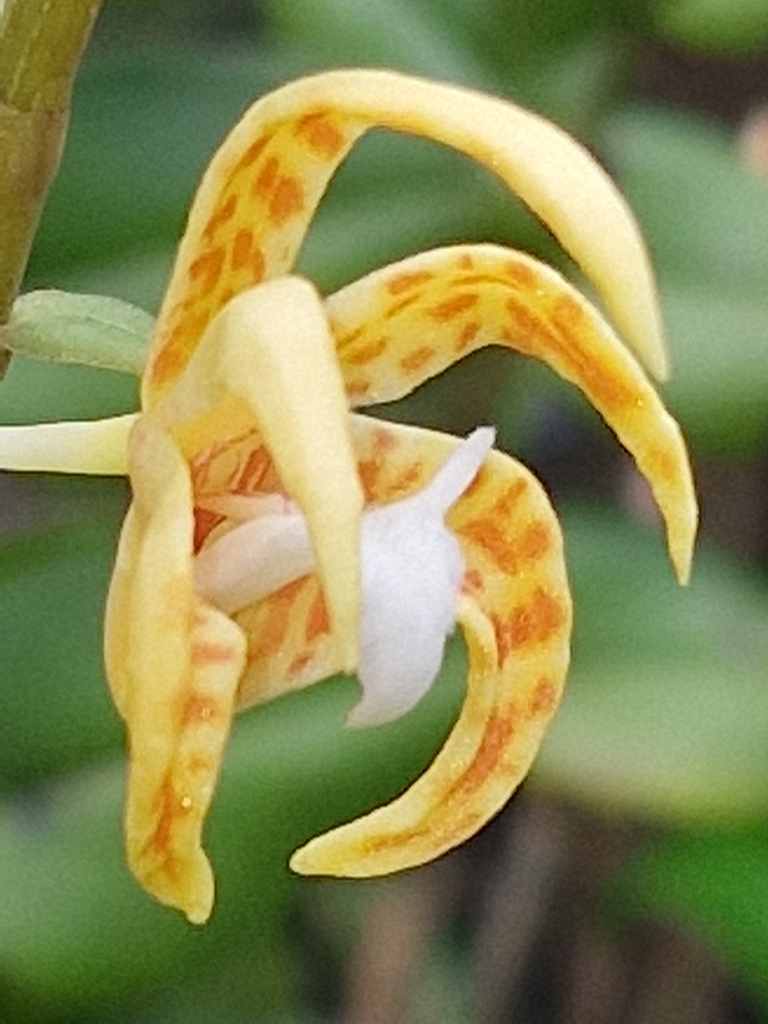 Dendrobium insigne (Blume) Rchb.f. ex Miq.