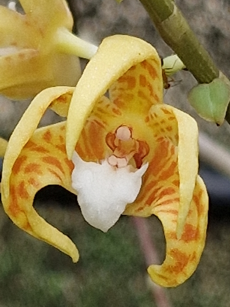 Dendrobium insigne (Blume) Rchb.f. ex Miq. 2
