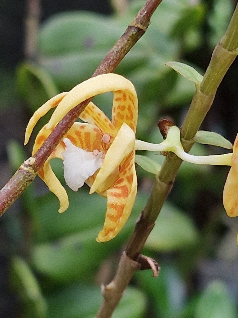 Dendrobium insigne (Blume) Rchb.f. ex Miq. 3