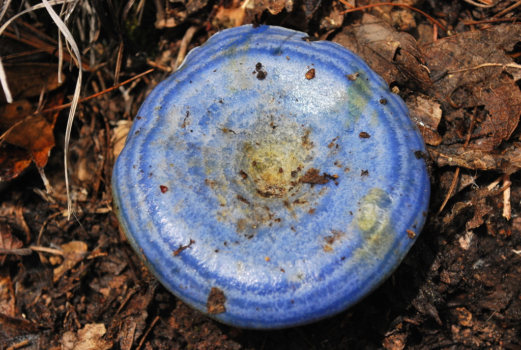Lactarius indigo