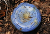 Lactarius indigo - Photo (c) Jesus Gordolomi Butterball RC, some rights reserved (CC BY-NC), uploaded by Jesus Gordolomi Butterball RC