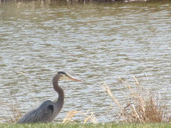 Ardea herodias