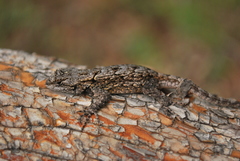 Sceloporus lemosespinali