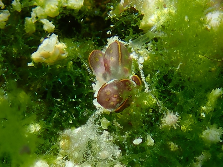 Cyerce kikutarobabai