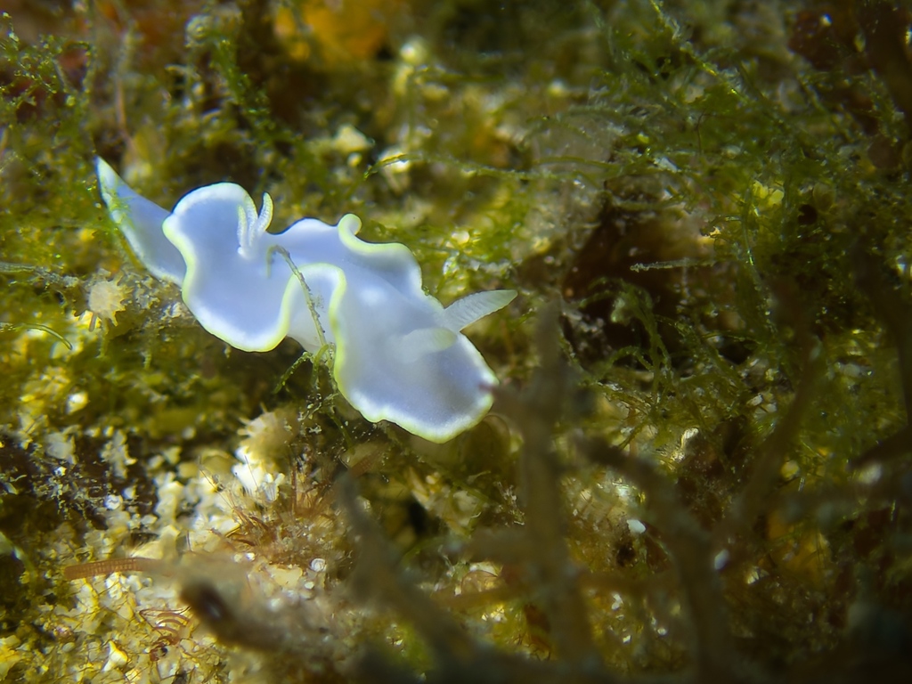 White Mantle Glossodoris