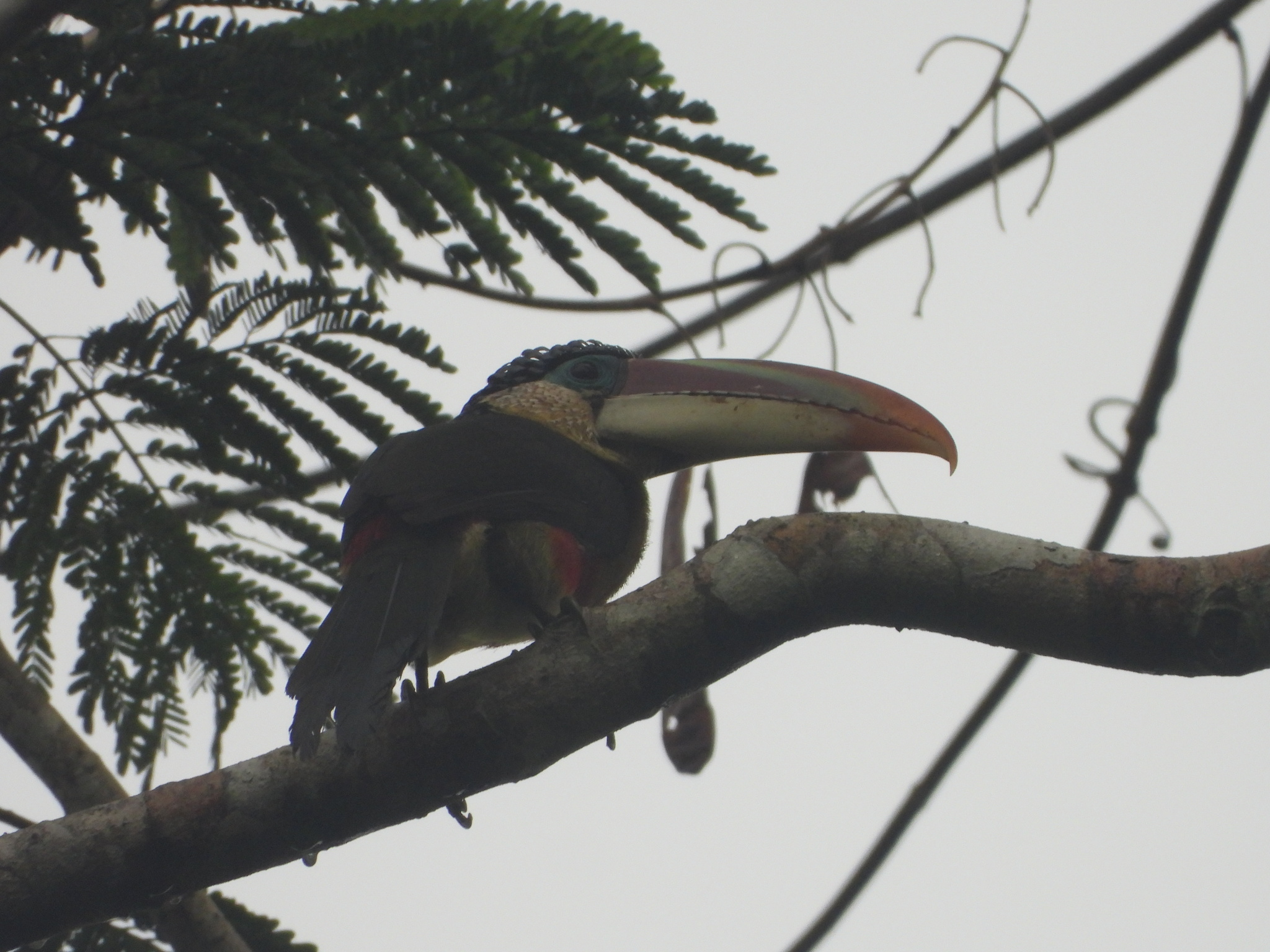 Curl-crested Aracari (Pteroglossus beauharnaisii), photo 3