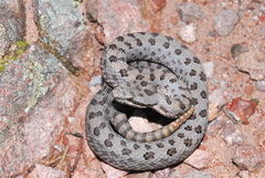 Crotalus pricei