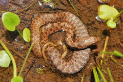 Thamnophis unilabialis