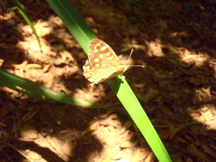 Pararge aegeria