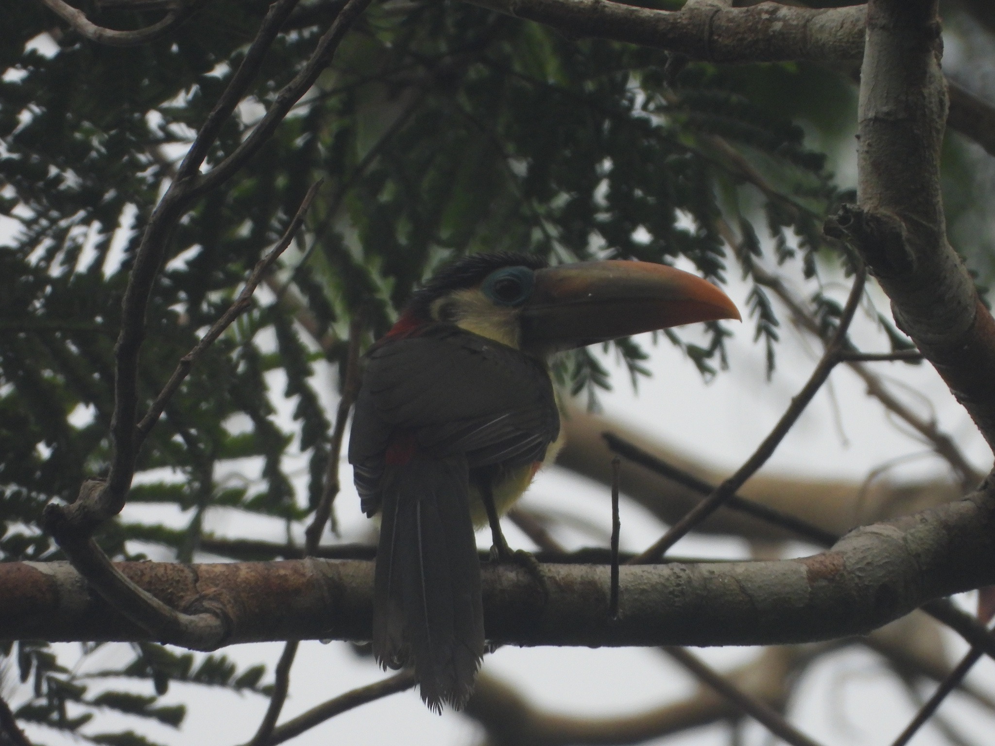 Curl-crested Aracari (Pteroglossus beauharnaisii), photo 4