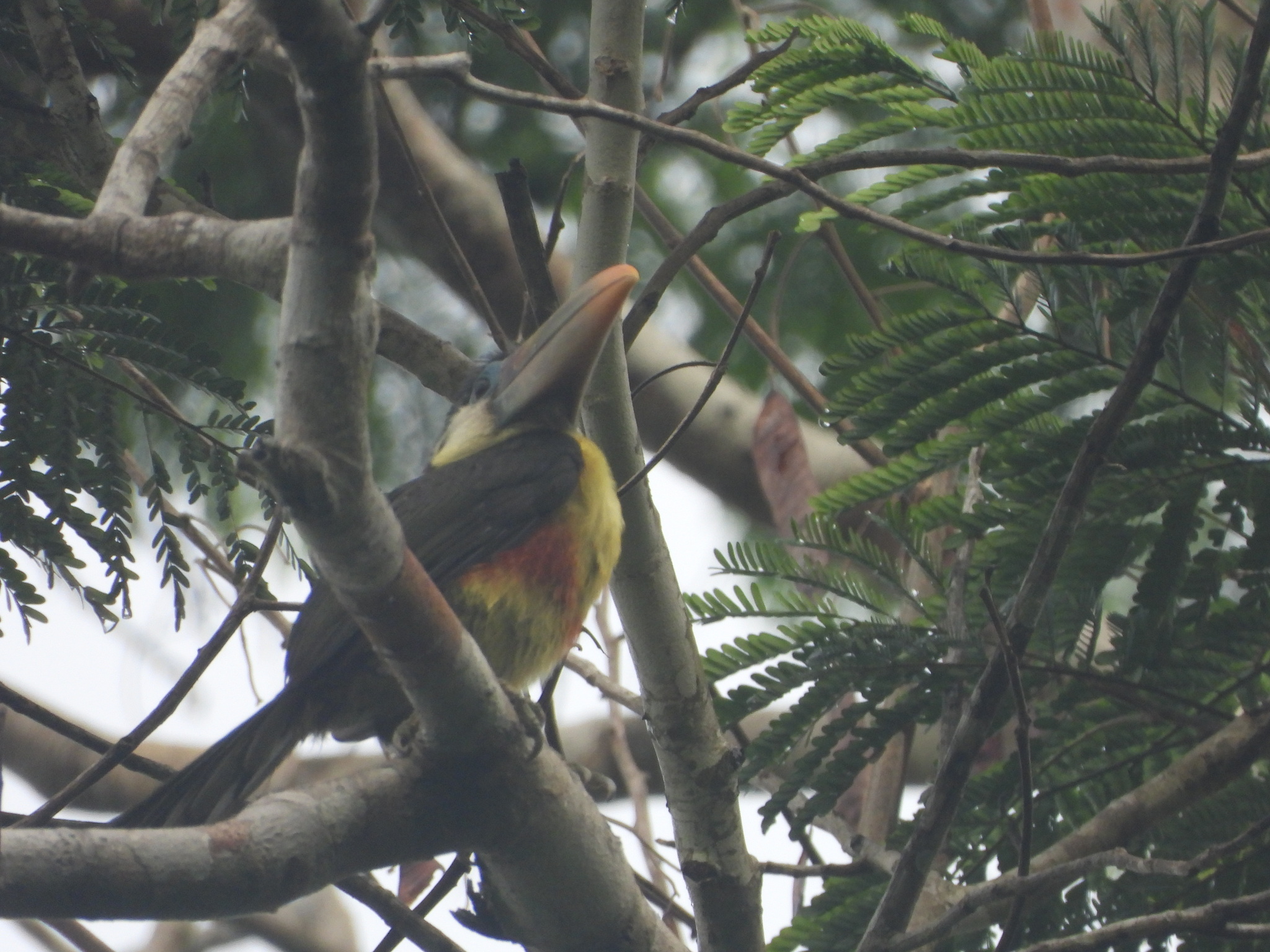 Curl-crested Aracari (Pteroglossus beauharnaisii), photo 5