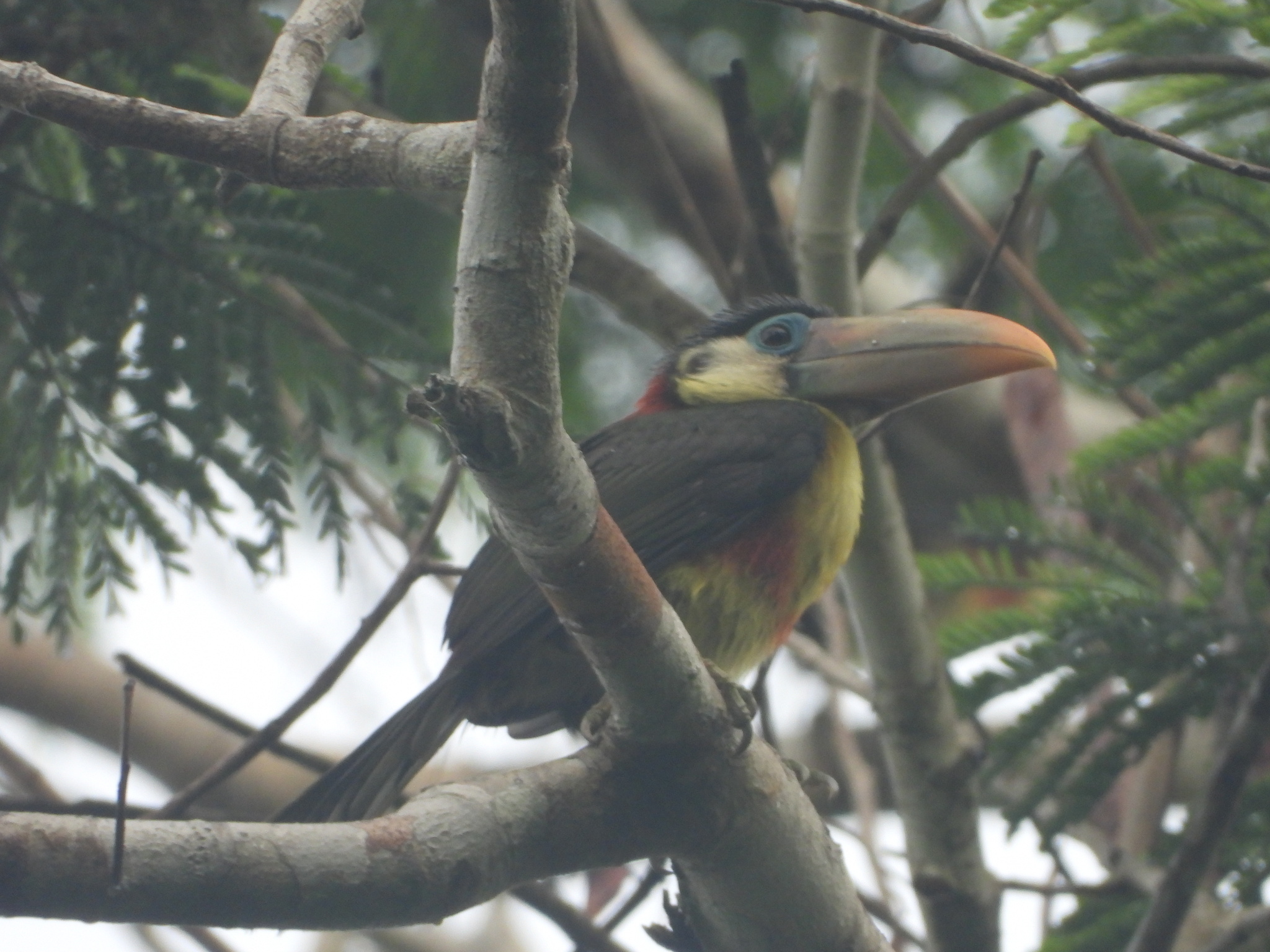 Curl-crested Aracari (Pteroglossus beauharnaisii), photo 6