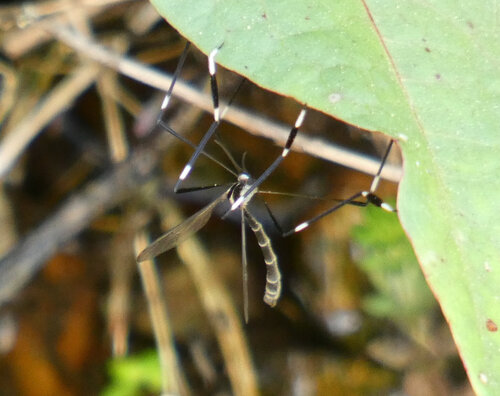 Unknown species found near Belhaven, Jackson, MS, USA