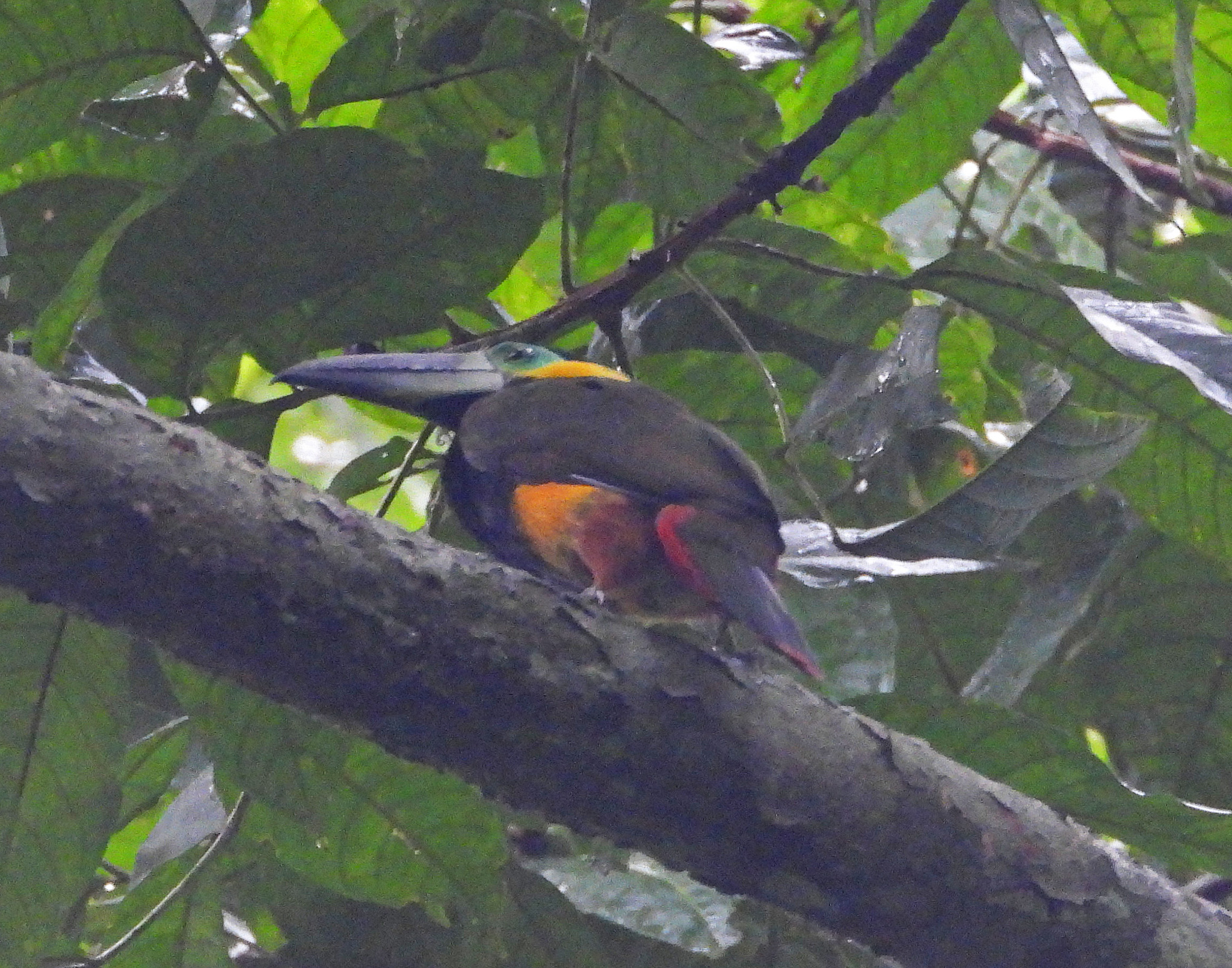 Golden-collared Toucanet (Selenidera reinwardtii), photo 3