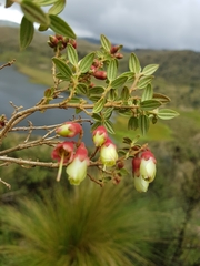 (c) Efrain Freire, some rights reserved (CC BY) Brachyotum ledifolium, photograph (c) Efrain Freire, some rights reserved (CC BY)