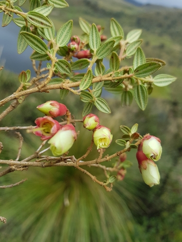Brachyotum ledifolium, photograph 5