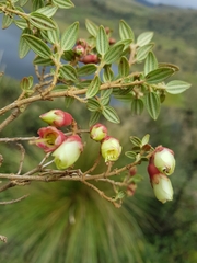 (c) Efrain Freire, some rights reserved (CC BY) Brachyotum ledifolium, photograph (c) Efrain Freire, some rights reserved (CC BY)