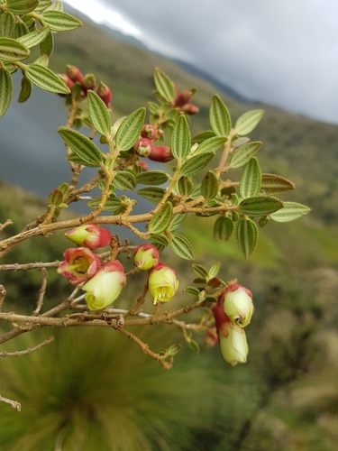 Brachyotum ledifolium, photograph 6
