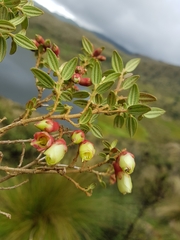 Brachyotum ledifolium, photograph (c) Efrain Freire, some rights reserved (CC BY)