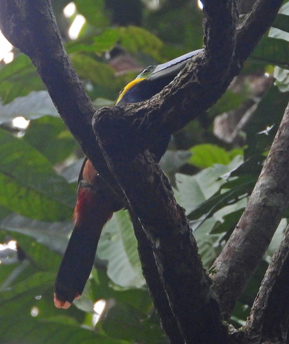 Golden-collared Toucanet (Selenidera reinwardtii), photo 5