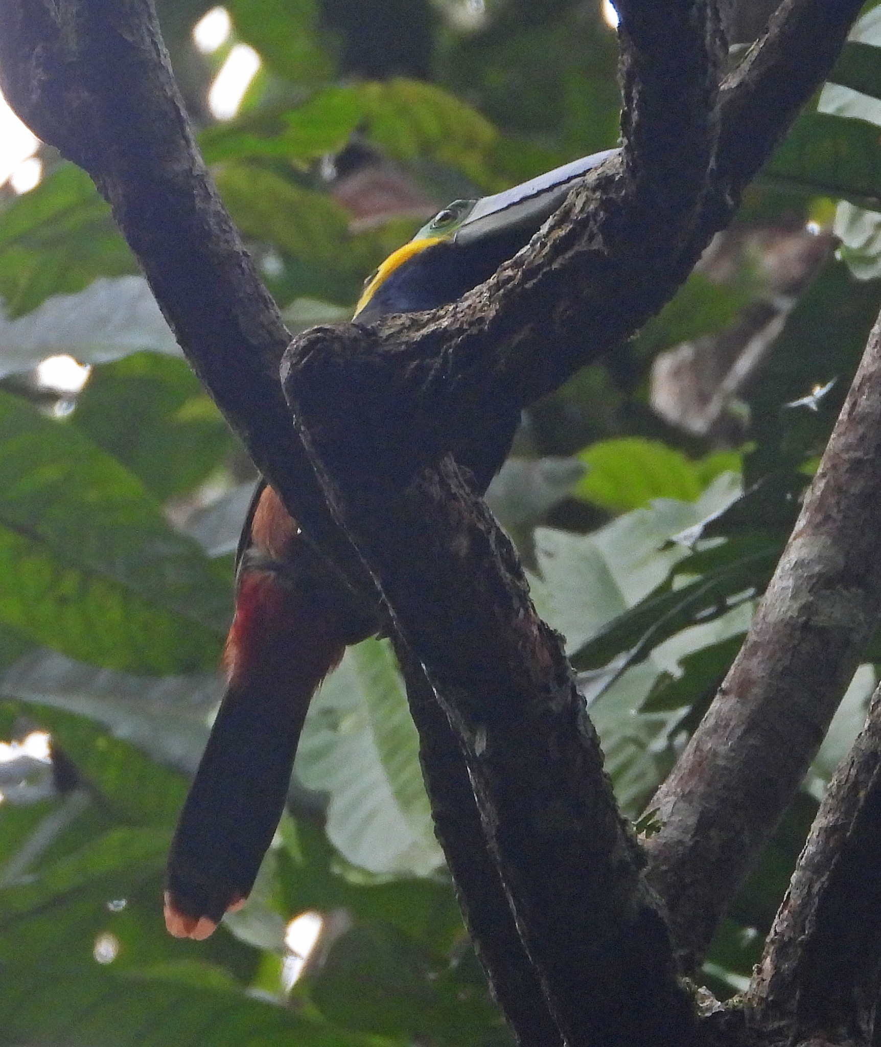 Golden-collared Toucanet (Selenidera reinwardtii), photo 4
