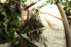Polyrhachis militaris