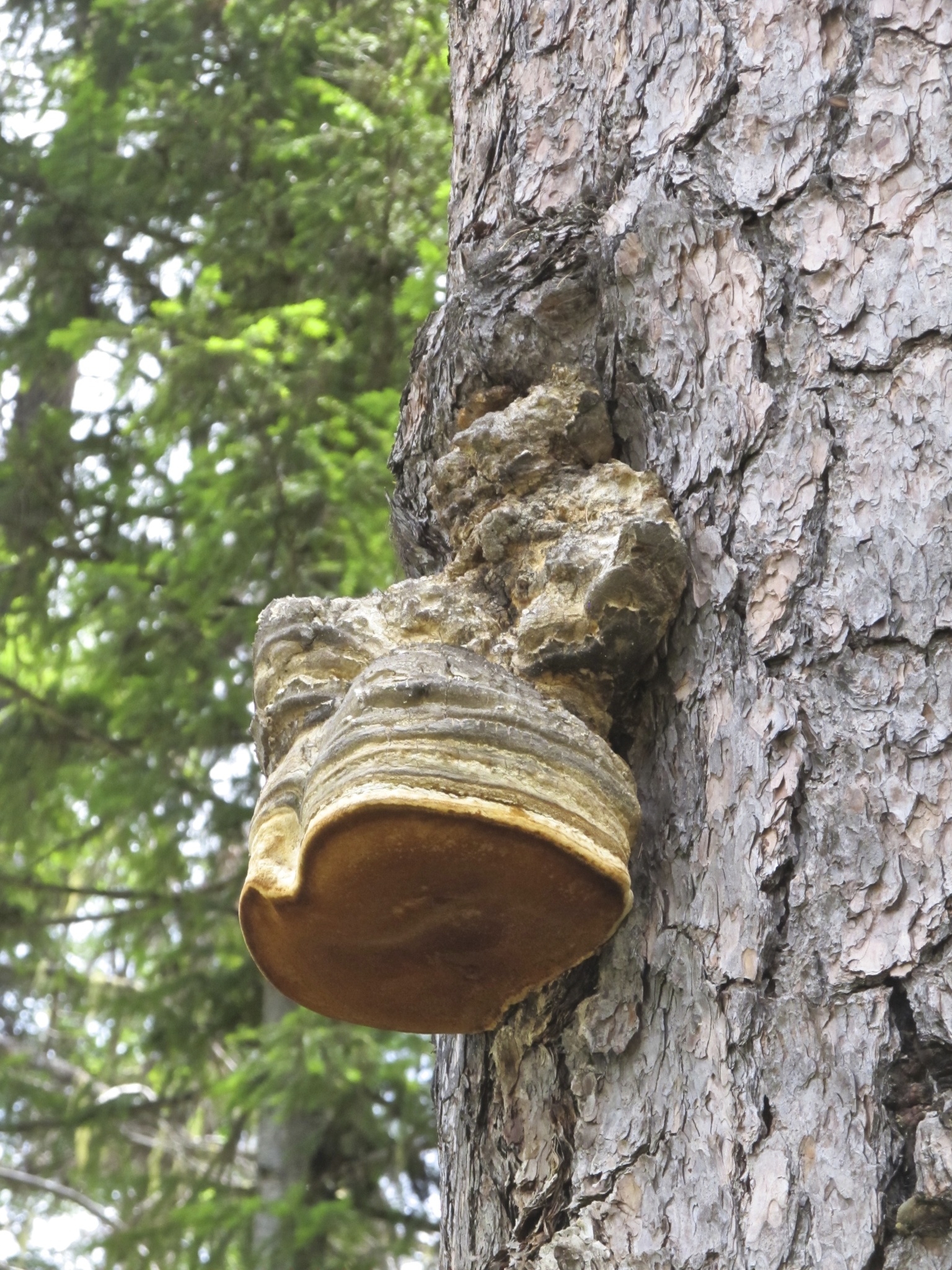Fomitopsis officinalis image