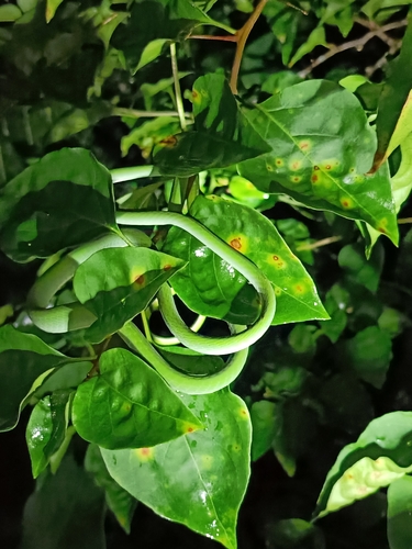 Ahaetulla prasina