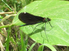 Calopteryx japonica