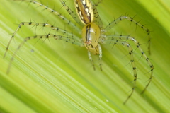Peucetia rubrolineata