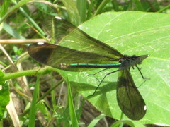 Calopteryx japonica