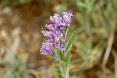 Caryopteris mongholica