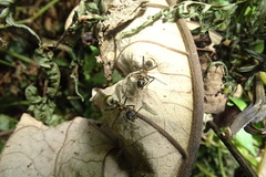 Polyrhachis militaris