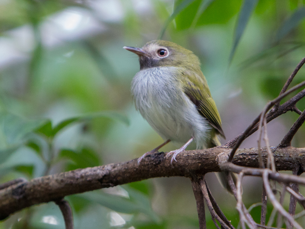 Black-Throated Tody-Tyrant