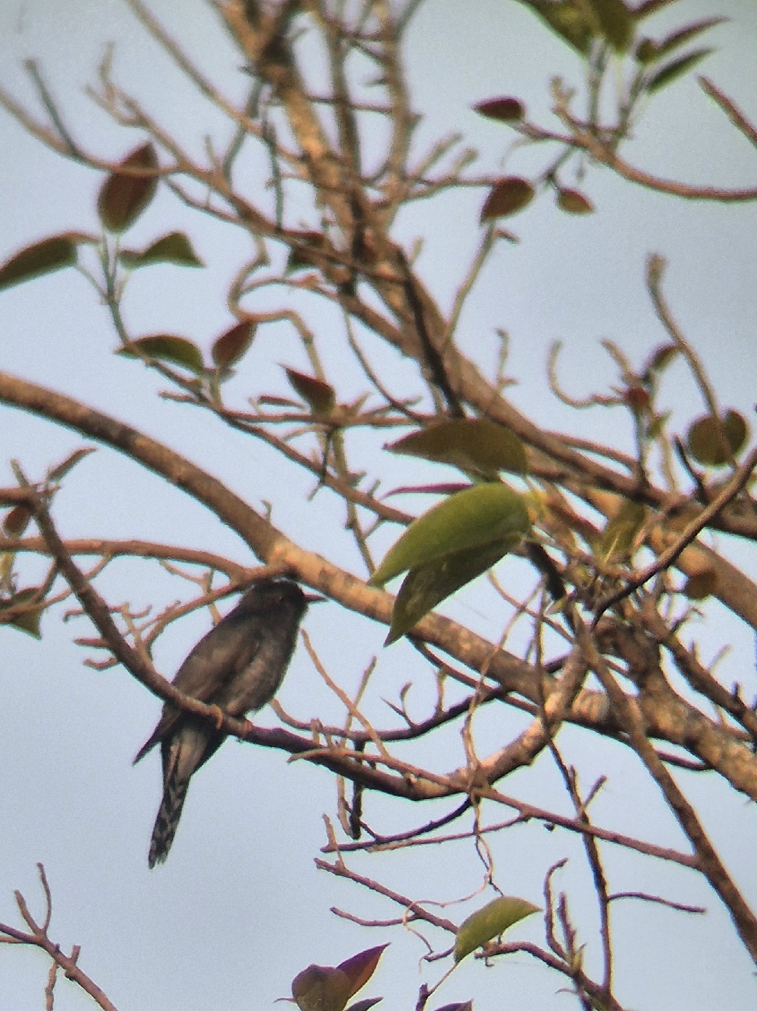 Grey-bellied Cuckoo (Cacomantis passerinus), photo 6
