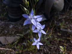 Lomatogonium carinthiacum
