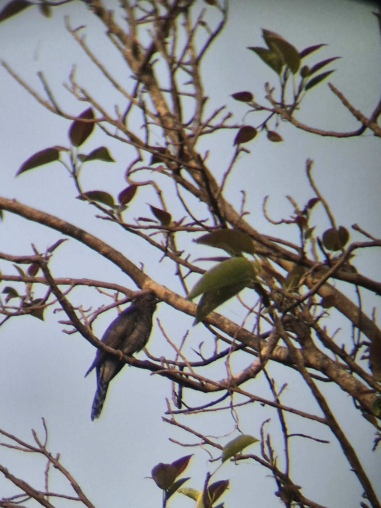 Grey-bellied Cuckoo (Cacomantis passerinus), photo 7