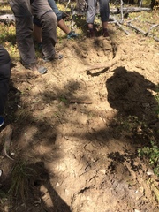 Ursus arctos collaris