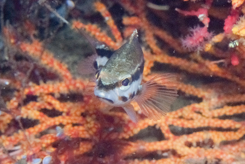 Channos (Serranus cabrilla) — Serranidae — 5