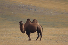 Camelus bactrianus