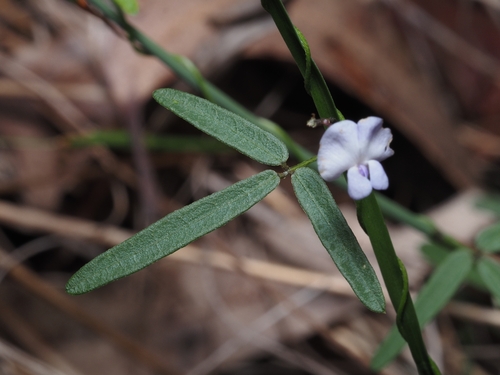 Glycine microphylla